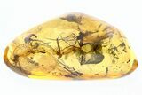 Fossil Fungus Gnat Swarm (Mycetophilidae) In Amber #307712-1